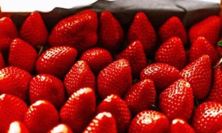 Egyptian now in full swing