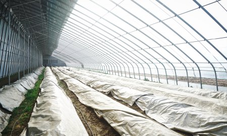 Innovative Asparagus Farming with White/Black Plastic Films