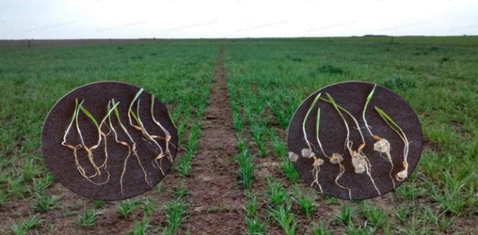 The changes brought to Latin American agriculture by potassium polyacrylate