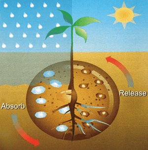 how sap works how sap works