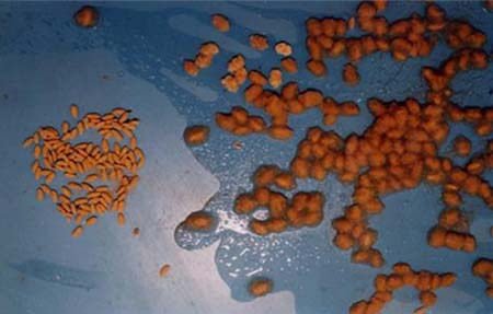 seed coating technology seed coating technology