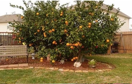 Water retention agent special for Transpl lanting adult trees Water retention agent special for Transpl lanting adult trees