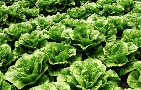 Water retention agent special for vegetables Water retention agent special for vegetables