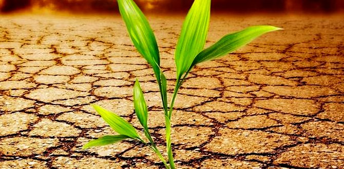 Hidrogel SAP: la salvación para las plantas ante la sequía