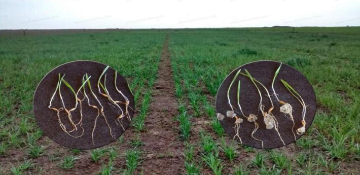 the effects with sap vs without sap the effects with sap vs without sap