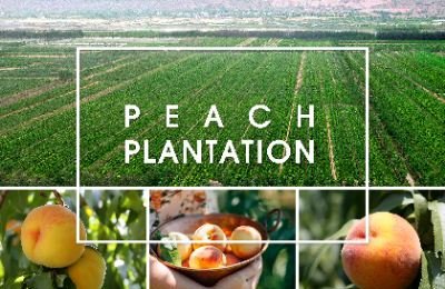 Global Yellow Peach Report 2022