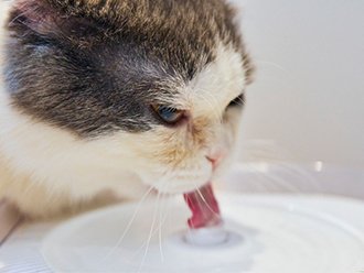 The cat water dispenser keeps your furry friends hydrated