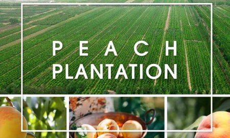 Global Yellow Peach Report 2022
