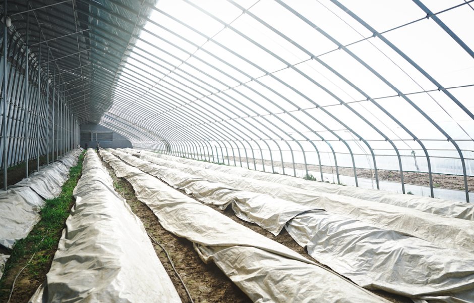 Innovative Asparagus Farming with White/Black Plastic Films