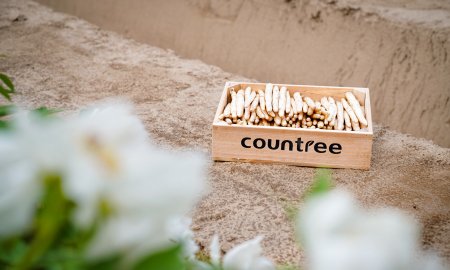 2024 Asparagus Season: Update on Production and Supply