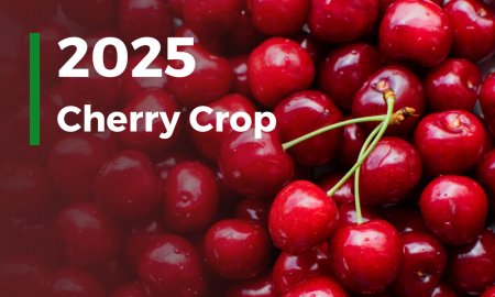 Cherry Harvest 2025: Global Shortages Ahead, but China Remains a Stable Option