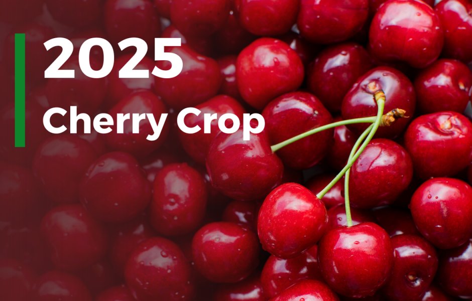 Cherry Harvest 2025: Global Shortages Ahead, but China Remains a Stable Option