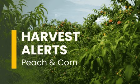 Sweet Corn & Yellow Peach Yields Down