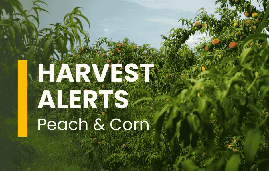 Sweet Corn & Yellow Peach Yields Down