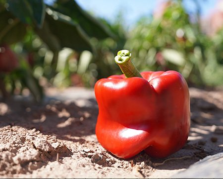 Canned Sweet Pepper Raw Materials