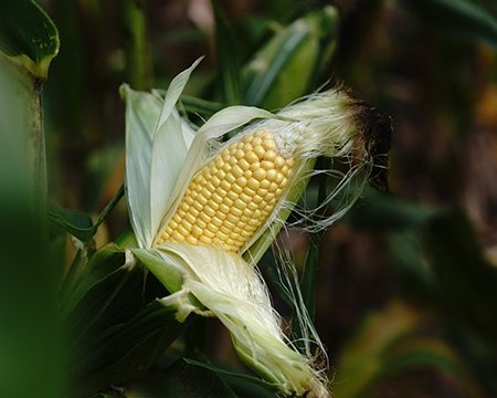 sweet corn