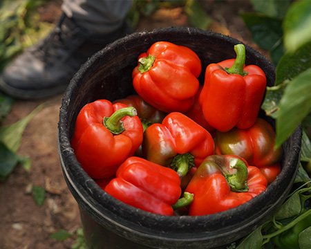 Sweet Pepper for Canned Food Production