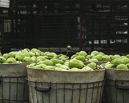 Canned Food Manufacturing