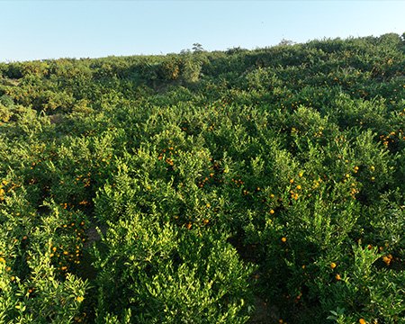 Canned Fruit & Vegetable Products