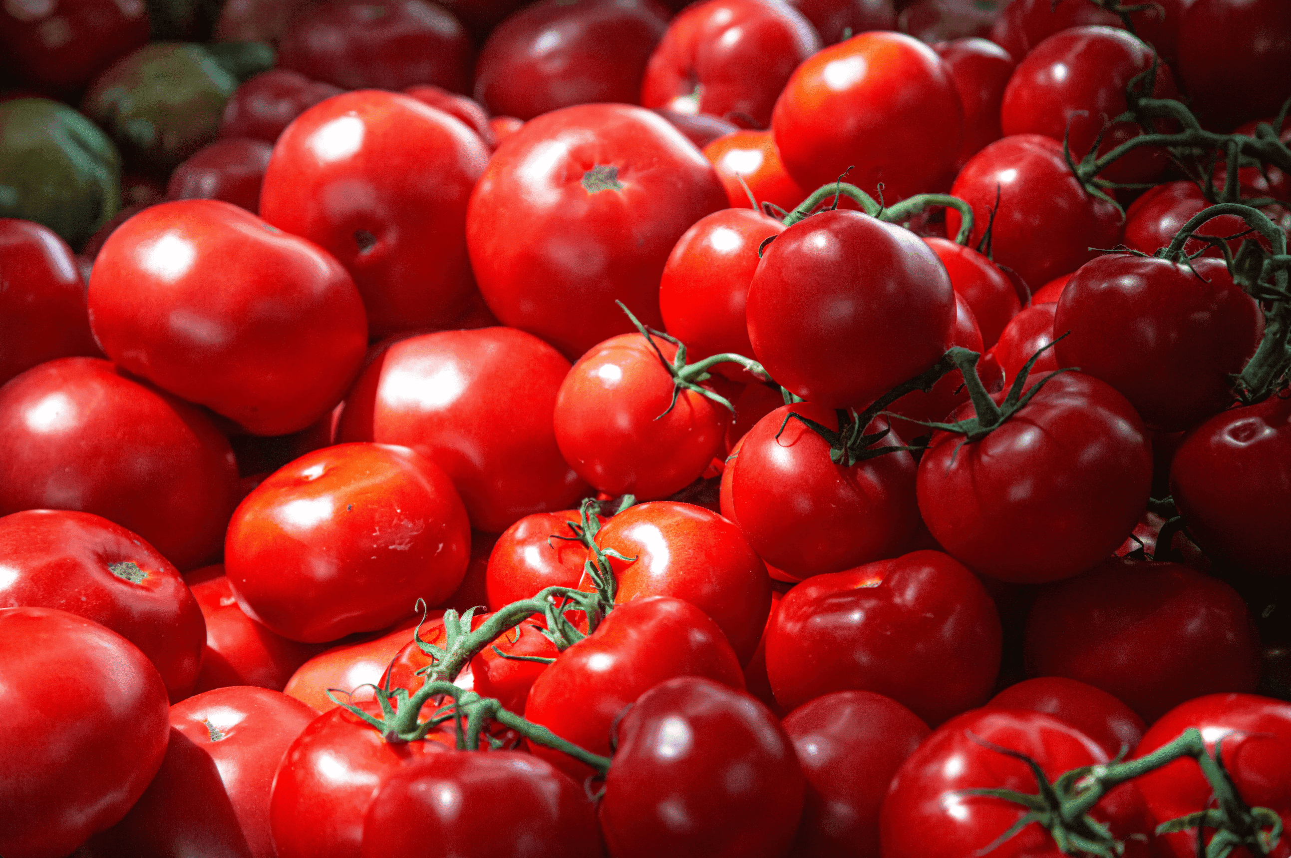 Processed Tomato Market 2026: Global Production, Tomato Paste Prices & Trade