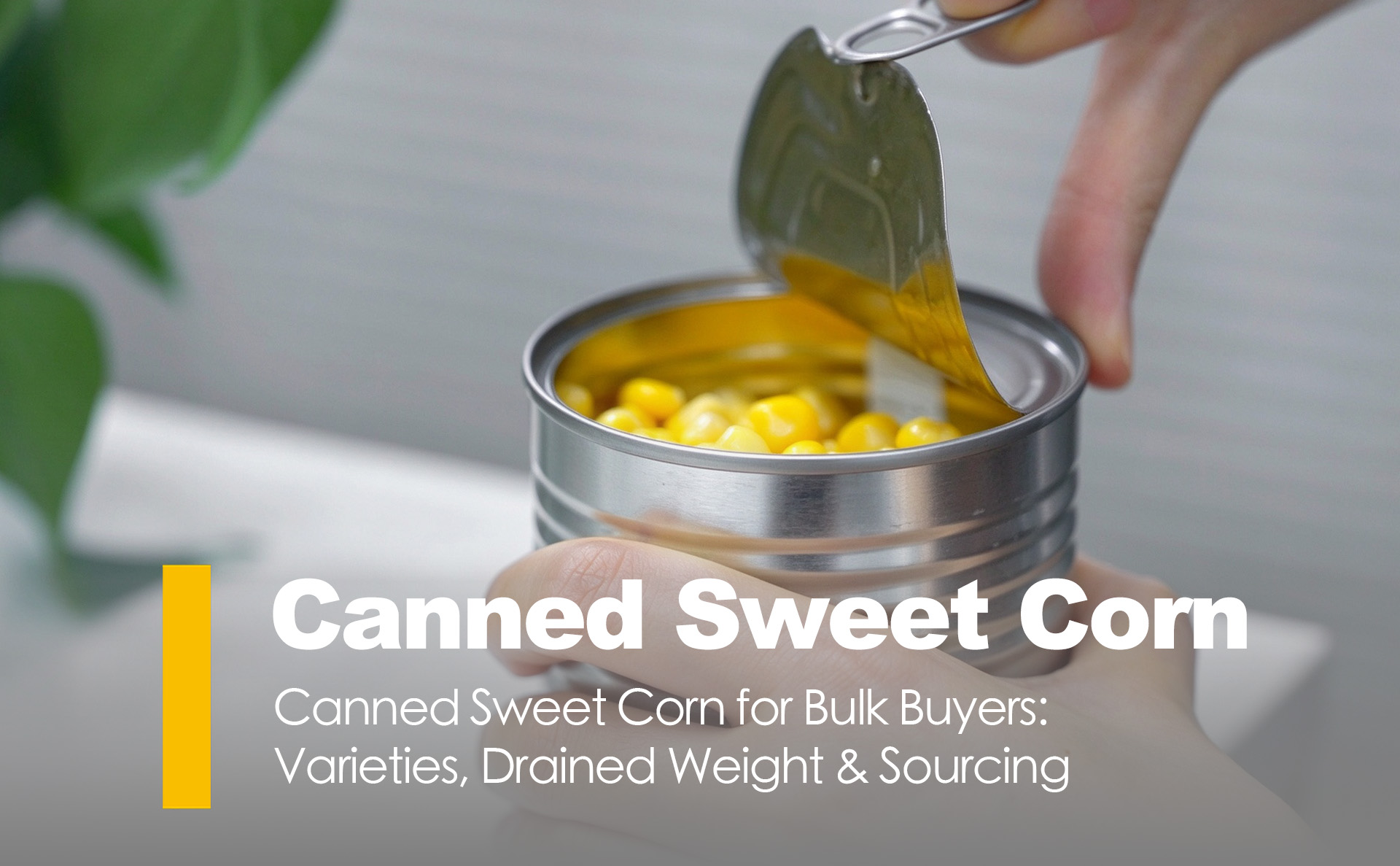 Canned Sweet Corn for Bulk Buyers: Varieties, Drained Weight & Sourcing