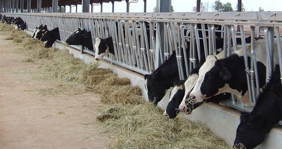Australia Cowshed picture