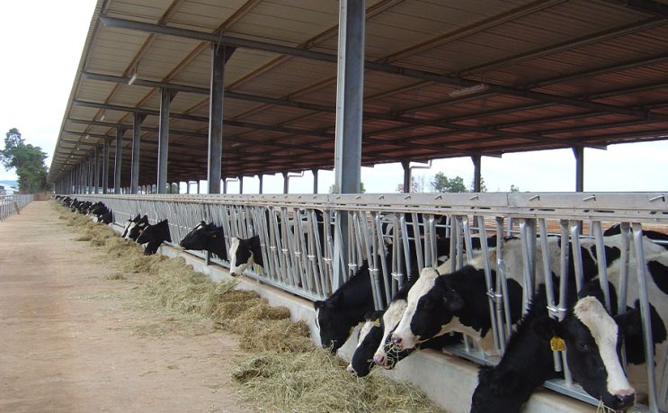 Edificio de acero para la agricultura