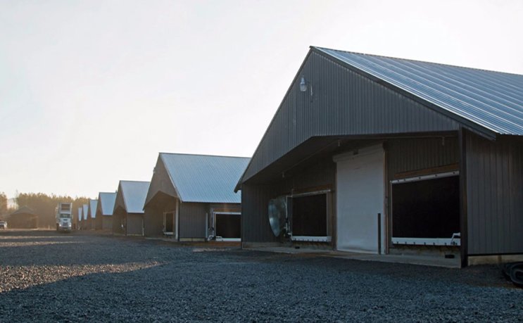 Granja de pollos construida con cobertizo de acero