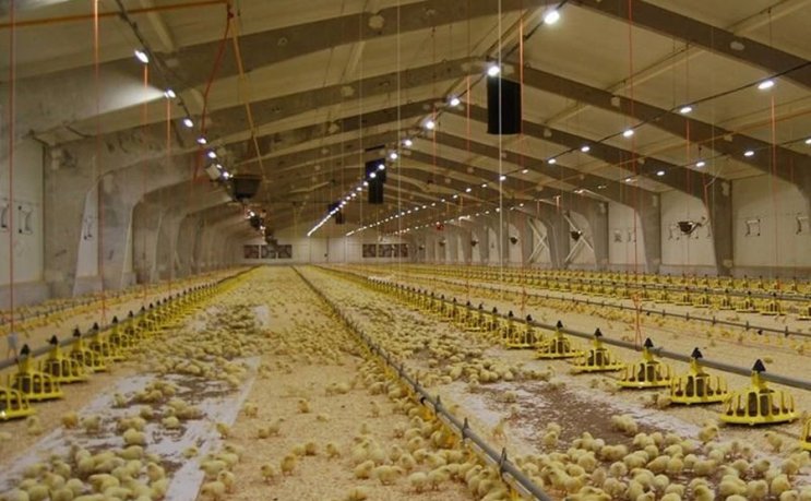 Granja de pollos moderna