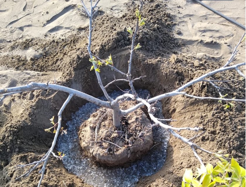 Hydrogel for Seedling