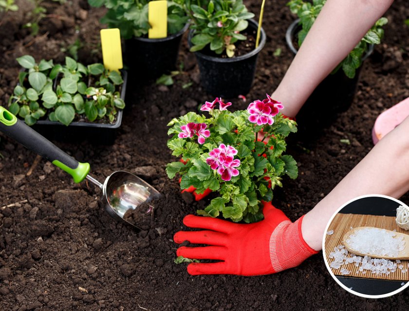 Hydrogel for Horticulture