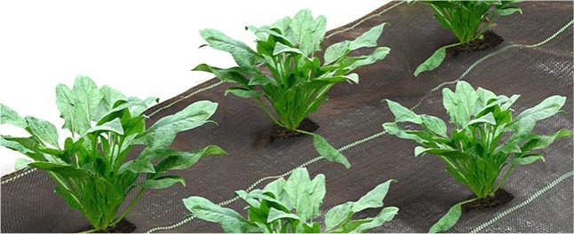 Pp Grass-proof Cloth