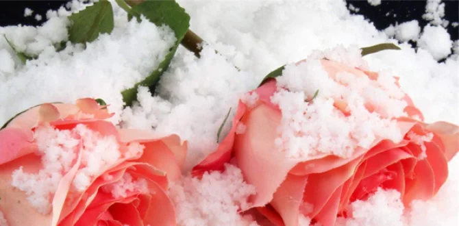 Impact of super absorbent polymer artificial snow on the Environment
