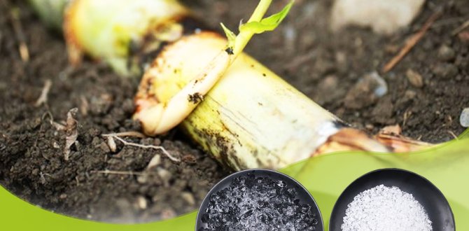 How Soil Hydrogel Helped Us Grow Stronger Sugarcane — Even During the Dry Season
