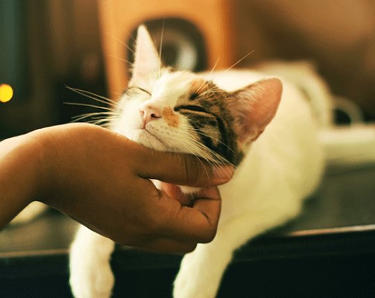 The Global Landscape of the Pet Food Industry in 2024