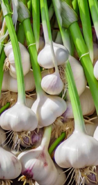 Garlic Product