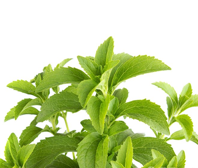 Stevia Extract