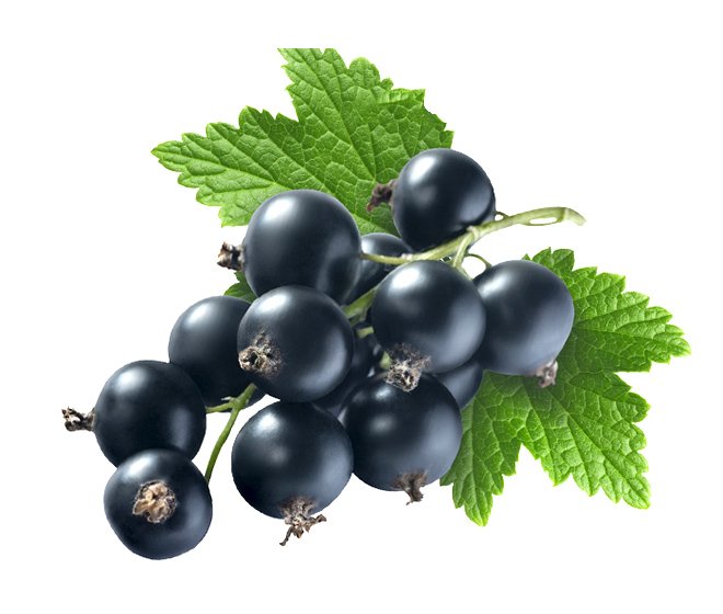Black Currant Extract