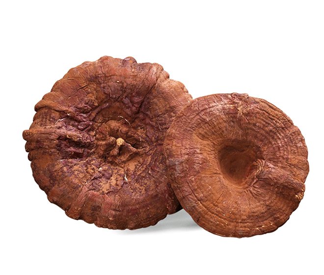 Reishi Mushroom Extract