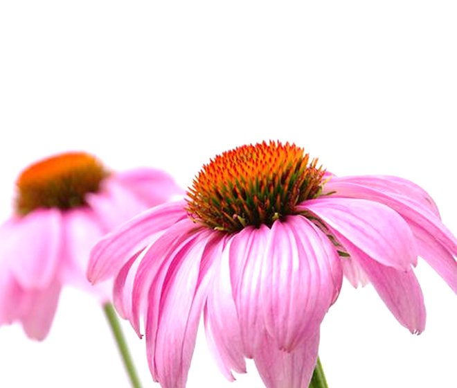 Echinacea Purpurea Extract