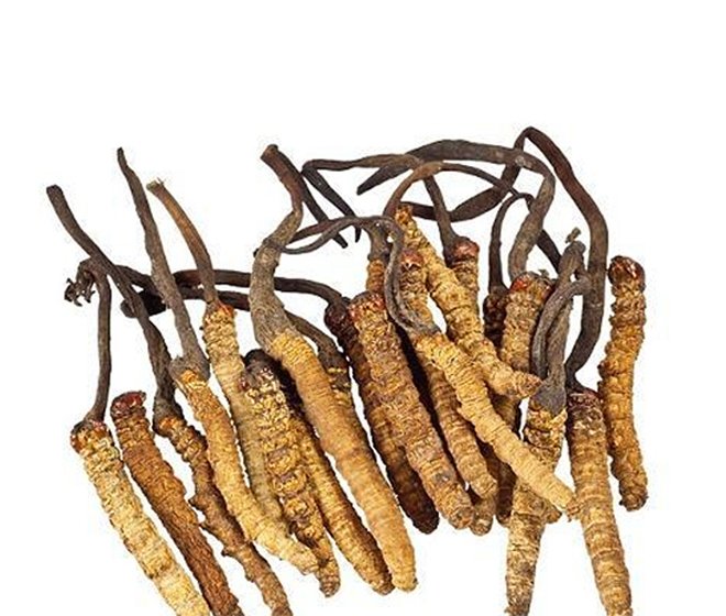 Cordyceps Sinensis Extract