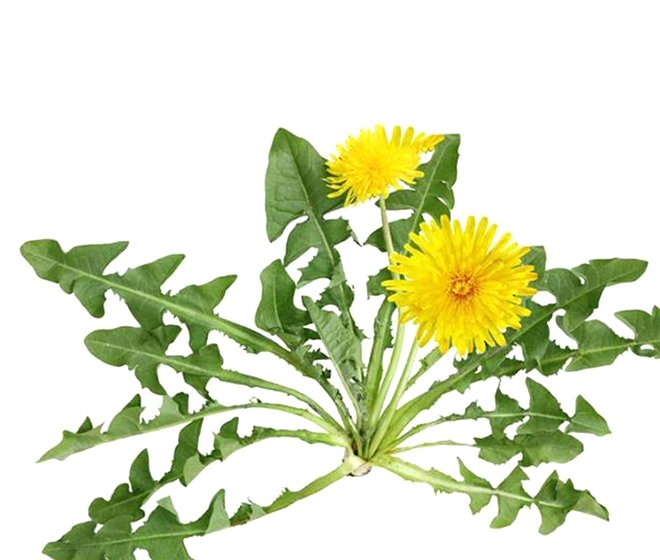 Dandelion Extract