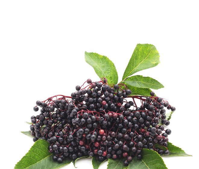 Elderberry Extract