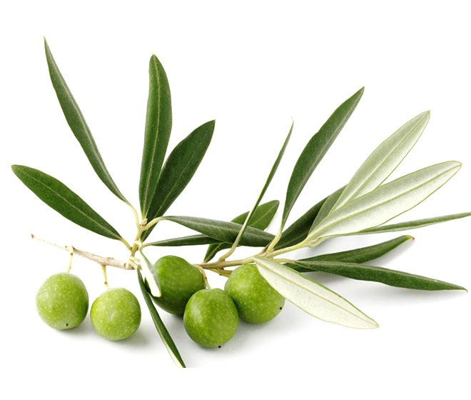 Olive Leaf Extract
