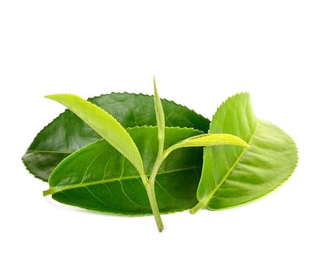 Green Tea Extract