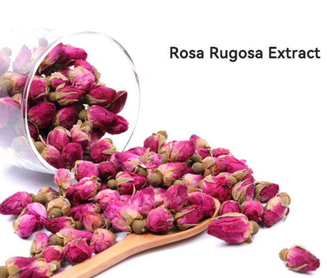 Rosa Rugosa Extract