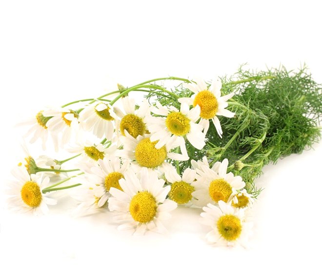 Chamomile Extract