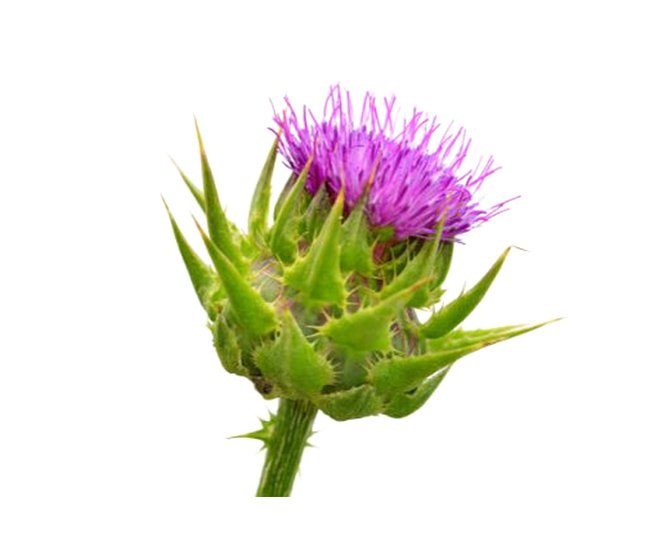 Milk Thistle Extract