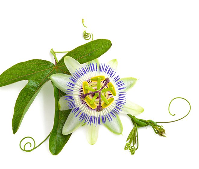 Passiflora Incarnata Extract