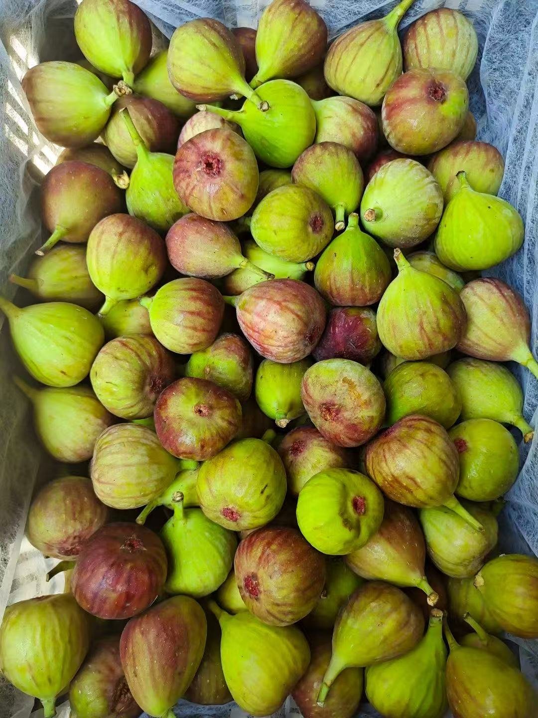 freeze dried fig  bulk distributor USA